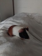 5 tygodniowe świnki morskie gotowe na zmianę domku, samiczki