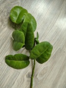 Hoya Ariadna sadzonka