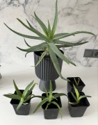 Aloe Wera leczniczy - sadzonki kwiaty aloesu