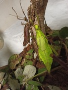 Straszyk olbrzymi Heteropteryx dilatata samice i samiec imago