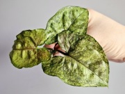 Syngonium Green Rooibos kolekcjonerskie