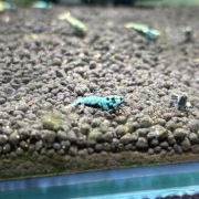 Krewetki Caridina Galaxy po BOA