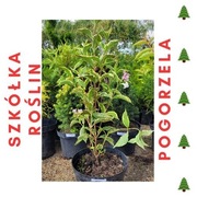 Krzewuszka cudowna NANA VARIEGATA