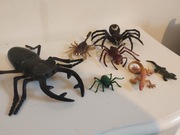 Pająki, owady, jaszczurki 