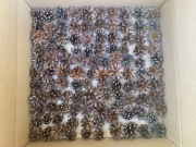 Szyszki sosnowe 300szt - stroik, susz, do dekoracji. Naturalne do ozdób