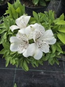 Alstromeria pojemnikowa - Maguc White 3L