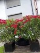 Oleander duży w donicy - 2 szt. odbiór osobisty