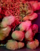 Kurczaki,pisklęta tygodniowe green shell,mix zielononóżka,  mix australorp 