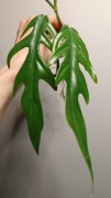 Philodendron elegans sadzonka szczytowa ukorzeniona 