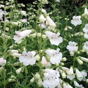 Penstemon biały bylina wieloletnia sadzonka 