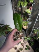 hoya red | sadzonka ukorzeniona