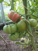 POMIDOR 1884 -CUD MIÓD