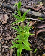 Kokoryczka / Polygonatum cirrhifolium