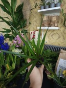 Dracena marginata - roślina doniczkowa, palma domowa 