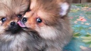 Szpic miniaturowy pomeranian + Wyprawka + PASZPORT