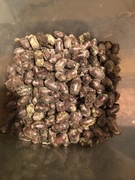 Kokony pszczoły murarki 200 szt + 10% gratis 