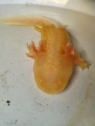 Zamienie/sprzedam axolotla