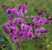 Wernonia włosista Vernonia crinita 20 nasion rzadkość