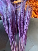 żyto zboże suszone naturalne fiolet  palmy