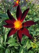 Dalia Honka Dark 
