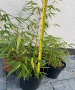 Bambus Fargesia, zahartowane sadzonki z Pogórza Karpackiego