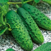 Ogórek Octopus F1 - Nasiona Holenderskie