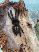 Wenezuelski samica -  około 3,5 dc 