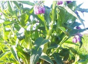 LIŚCIE ŻYWOKOSTU LEKARSKIEGO ZBIERANE NA BIEŻĄCO EKOLOGICZNE 1 KG.