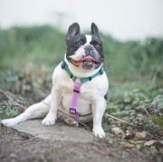 Trwałe i bezpieczne szelki dla psa z PVC HEXA