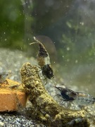 Krewetki Carbon Blue Rili | Krewetki akwariowe