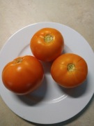 Pomidor Pomarańczowy 