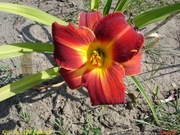 Hemerocallis / Liliowiec: Król Jan Sobieski (III)