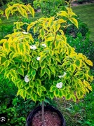 Dereń cousa celestial schedous 