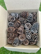 Świerkowe szyszki XXL – 8 cm – ozdoby, stroiki, DIY – 50 sztuk