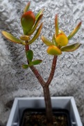 Crassula Ovata, drzewko szczęścia, GRATIS! 90