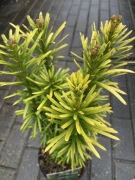 Głowocis japoński Korean Gold kolekcjonerski