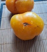 Nasiona pomidor Canadian Sunset min. 10szt.