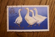 ZNACZEK POLSKI - Gęś domowa biała Anser domesticus ptak wodny hod. - 1zł 