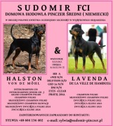 PINCZER ŚREDNI NIEMIECKI  - REZERWACJA  na VI / 2026r. czarne podpalane  