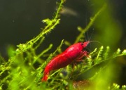 Krawetki Neocardina Bloody Mary - Rarytas 