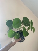 Pilea - Pieniążek - roślina doniczkowa 