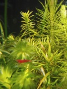 Krewetki neocaridina Blood merry