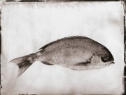 Ambrotypia - Hell's Kitchen 026