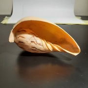 Grota naturalna muszla ślimaka Melo aethiopicus 130 x 70mm ozdoba akwarium