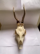 Trofeum myśliwskie, Parostki, poroże sarny rogacza, kozła, koziołka