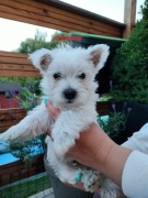 Szczeniaczki West Highland White Terrier