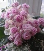 Zestaw sadzonek saintpaulia rose bouqet, ness stain rose, optimara manitoba