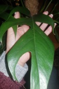 Epipremnum pinatum pinnatum Baltic blue cięty 
