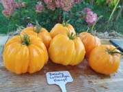 BEAUTY LOTTYRINGA ORANGE nasiona Pomidor Kolekcjonerski