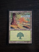 Forest. Magic The Gathering 